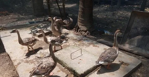 ৬ পিস রাজা..একদম সুস্থসবল
