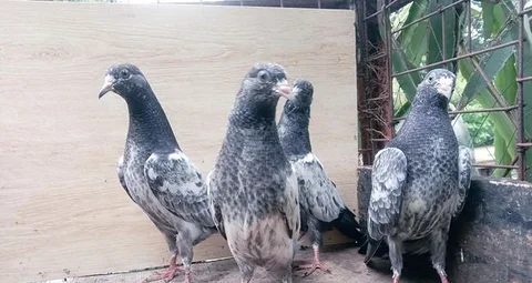 টেডি কবুতর