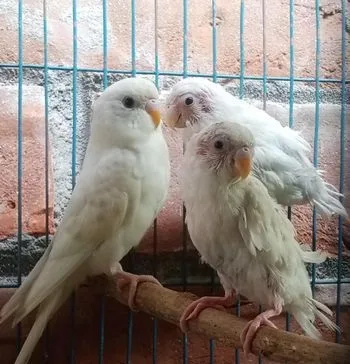 বাজিগার পাখি ৩ পিস