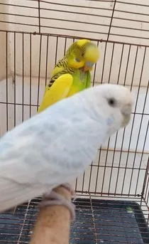 রেইনবো বাজিগার পাখি