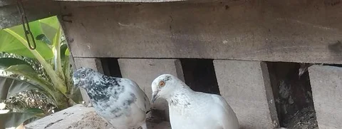 কবুতর হাত বদল