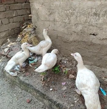 চীনা হাঁস
