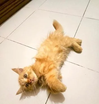 Cat for sale