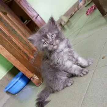 Persian Cat For Sale