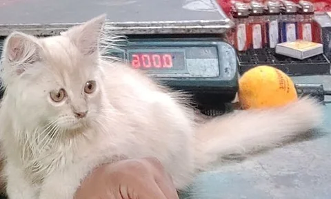 Persian cat