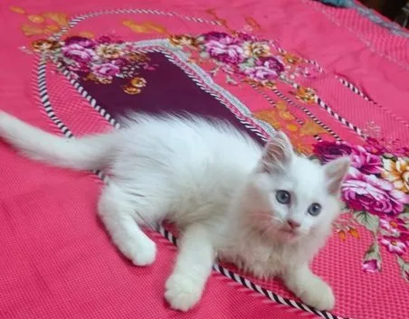 Persian Cat