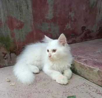 Orjinal parsiyan cat