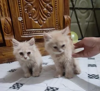 Persian Cat Doll Face