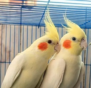 Cockatiel Bird