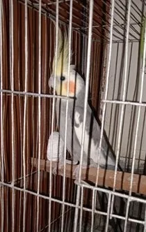 Cockatiel Bird