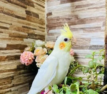 Cockatiel Bird
