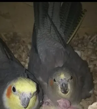 Cockatiel Bird