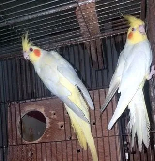 কোকাটেল পাখি