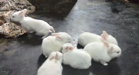 Rabbit Sell