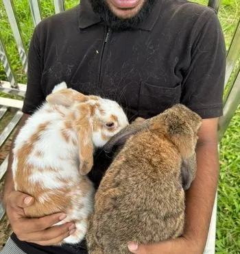 Minilop Rabbit