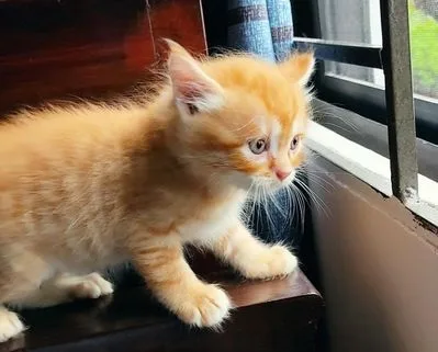 পার্সিয়ান মিক্সড বিড়াল