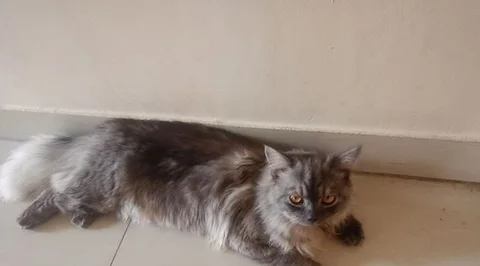 পার্শিয়ান বিড়াল