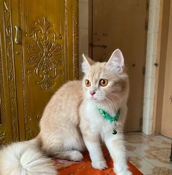 Persian Cat Female