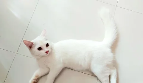 Parsian Female Cat