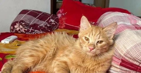 Semi Adult Male cat