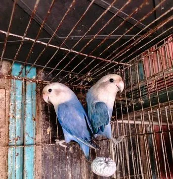 লাভ বার্ড