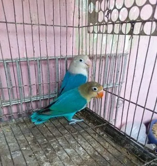 লাভ বার্ড