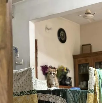 Male Cat