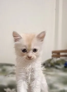 Cat Persian