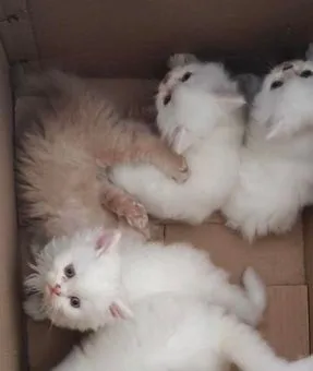 Persian kitten
