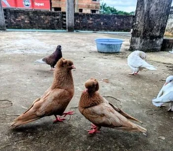 কবুতর