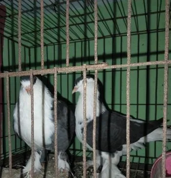 সিরাজি কবুতর