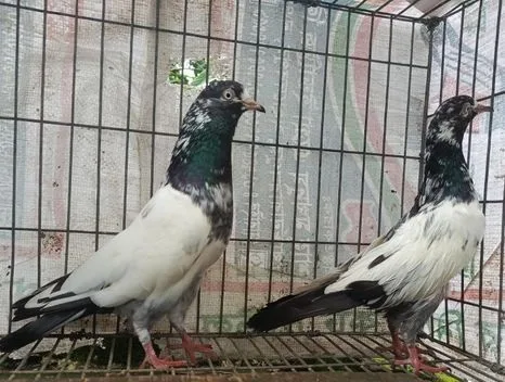 পাকিস্তান কবুতর