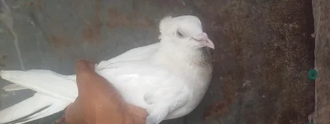 পায়রা কবুতর