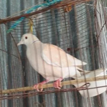 অস্ট্রেলিয়ান ঘুঘু পাখি