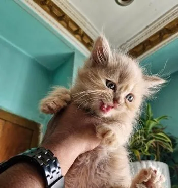 Persian kitten