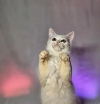 Persian Male Kitten