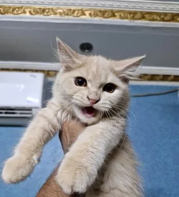 Persian kittens