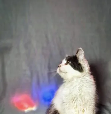 Persian Male Calico