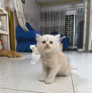 Persian kitten fixed