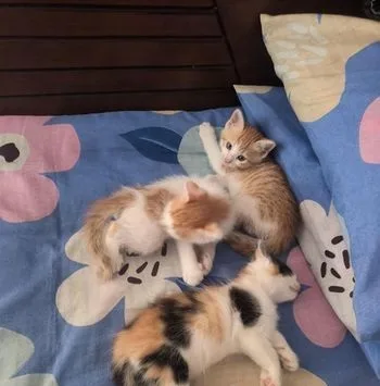 Mixed Persian kittens