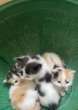 mixed kitten