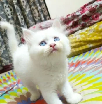 Mixed Kitten