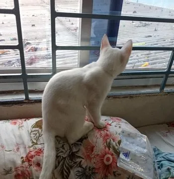 baby kitten mixed