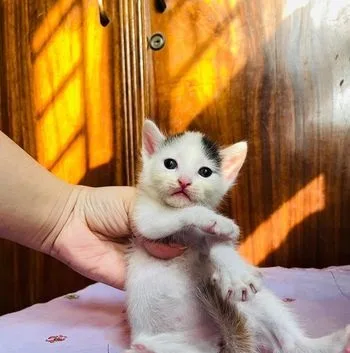 Mixed Breed Kitten