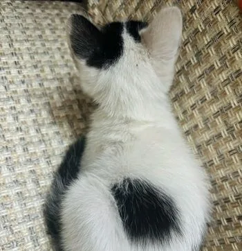 Mixed Breed Kitten