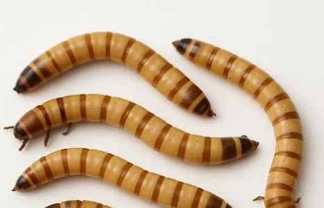 বিটল পোকা সুপার ওউর্মস