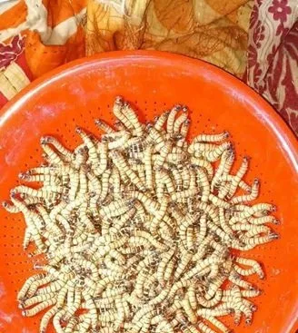বিটল পোকা