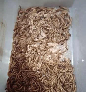 বিটল সুপার ওয়ার্ম পোকা