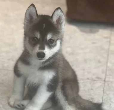Husky Dog