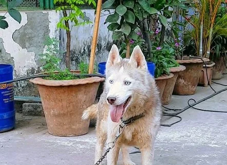 Siberian Husky Dog